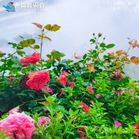 锦胜雾森JS-ws001  广东别墅区喷雾造景,雾森景观