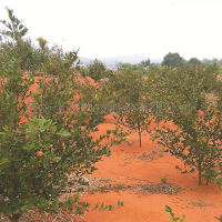 常宁市水口山土壤生态修复——万亩油茶基地 土壤修复技术